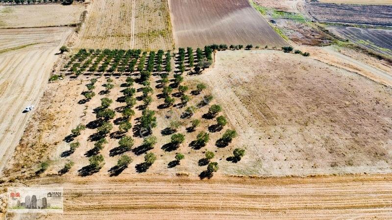 Kumkalede 14.000m2 İçinde 500 Zeytin Ağacı Olan Tarla Satılıktır — fotoğraf 22