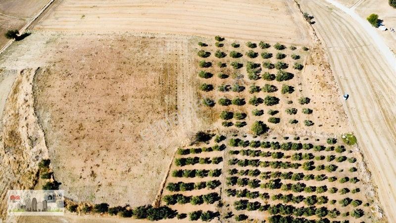 Kumkalede 14.000m2 İçinde 500 Zeytin Ağacı Olan Tarla Satılıktır — fotoğraf 23