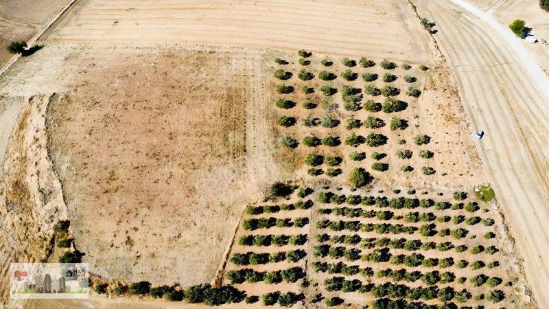 Kumkalede 14.000m2 İçinde 500 Zeytin Ağacı Olan Tarla Satılıktır — fotoğraf 24