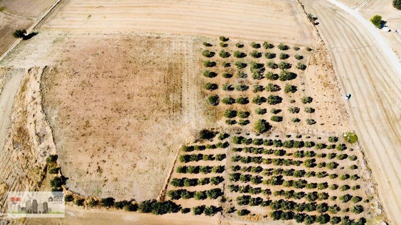 Kumkalede 14.000m2 İçinde 500 Zeytin Ağacı Olan Tarla Satılıktır — fotoğraf 25