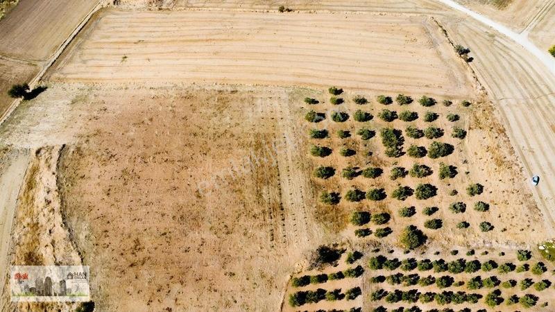 Kumkalede 14.000m2 İçinde 500 Zeytin Ağacı Olan Tarla Satılıktır — fotoğraf 26