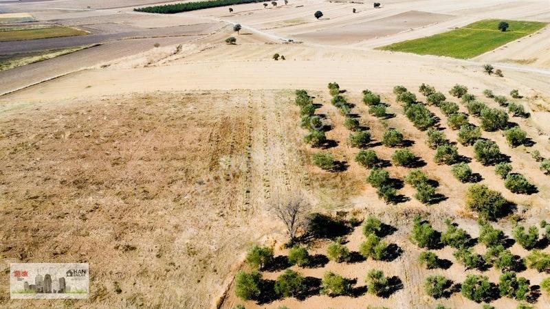 Kumkalede 14.000m2 İçinde 500 Zeytin Ağacı Olan Tarla Satılıktır — fotoğraf 28