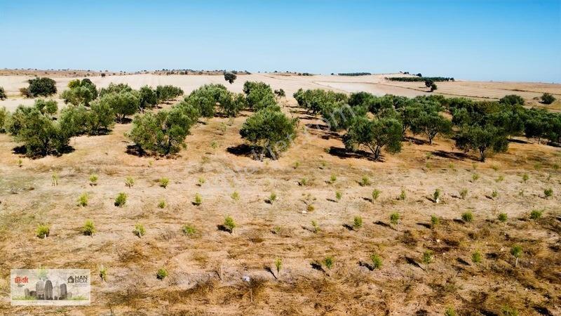 Kumkalede 14.000m2 İçinde 500 Zeytin Ağacı Olan Tarla Satılıktır — fotoğraf 29