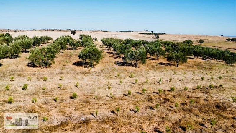 Kumkalede 14.000m2 İçinde 500 Zeytin Ağacı Olan Tarla Satılıktır — fotoğraf 30