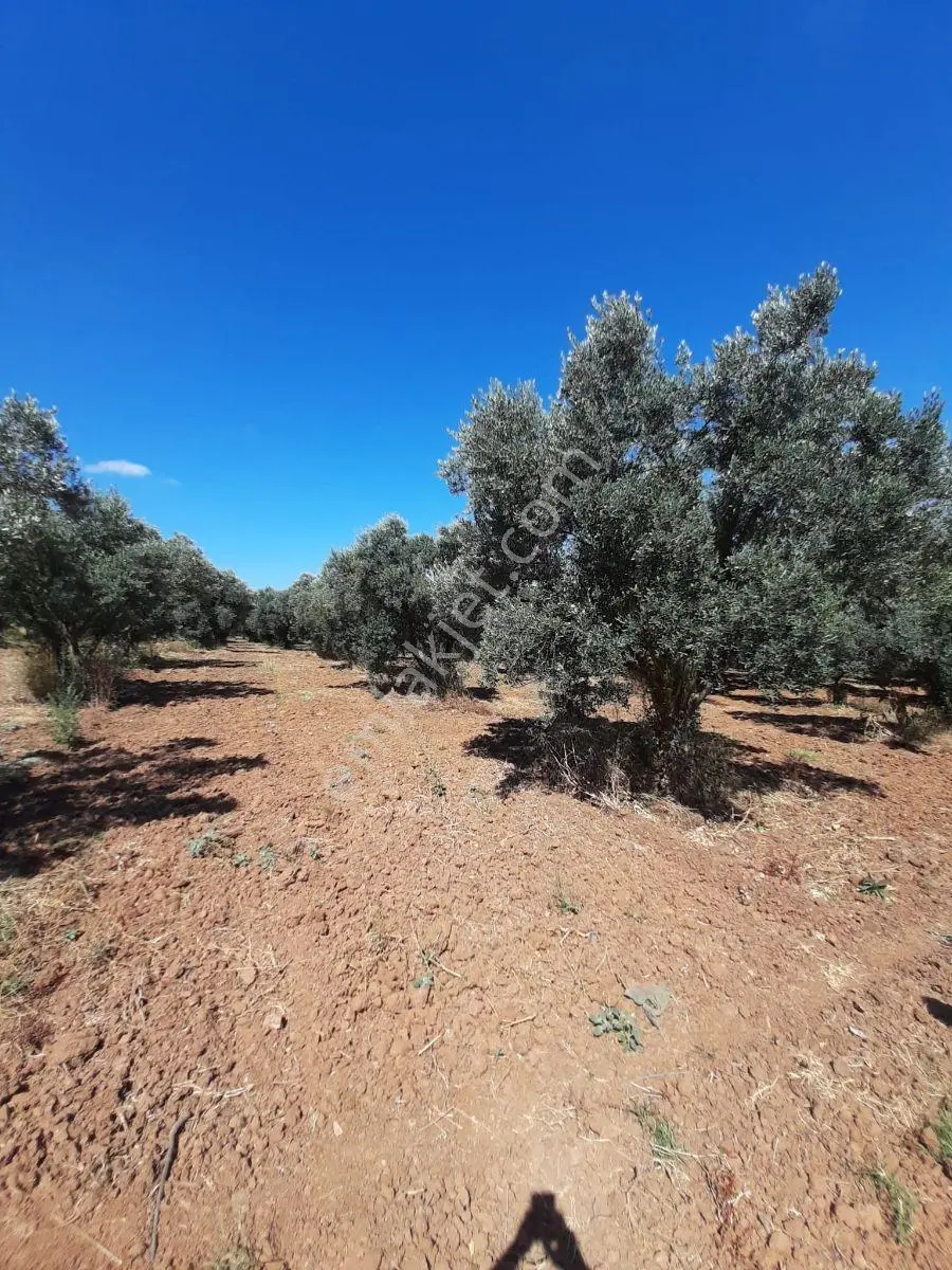 Karacabey Danişment'te Satılık 870m² 14 Ağaç Bakımlı Zeytinlik — fotoğraf 2