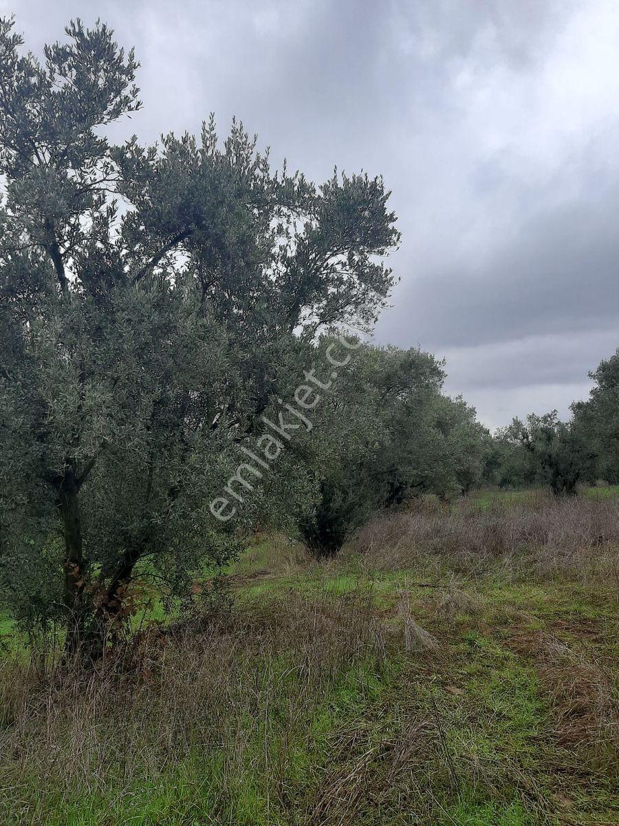 Karacabey Danişment'te Satılık 870m² 14 Ağaç Bakımlı Zeytinlik — fotoğraf 7