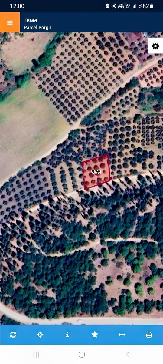 Karacabey Danişment'te Satılık 870m² 14 Ağaç Bakımlı Zeytinlik — fotoğraf 11