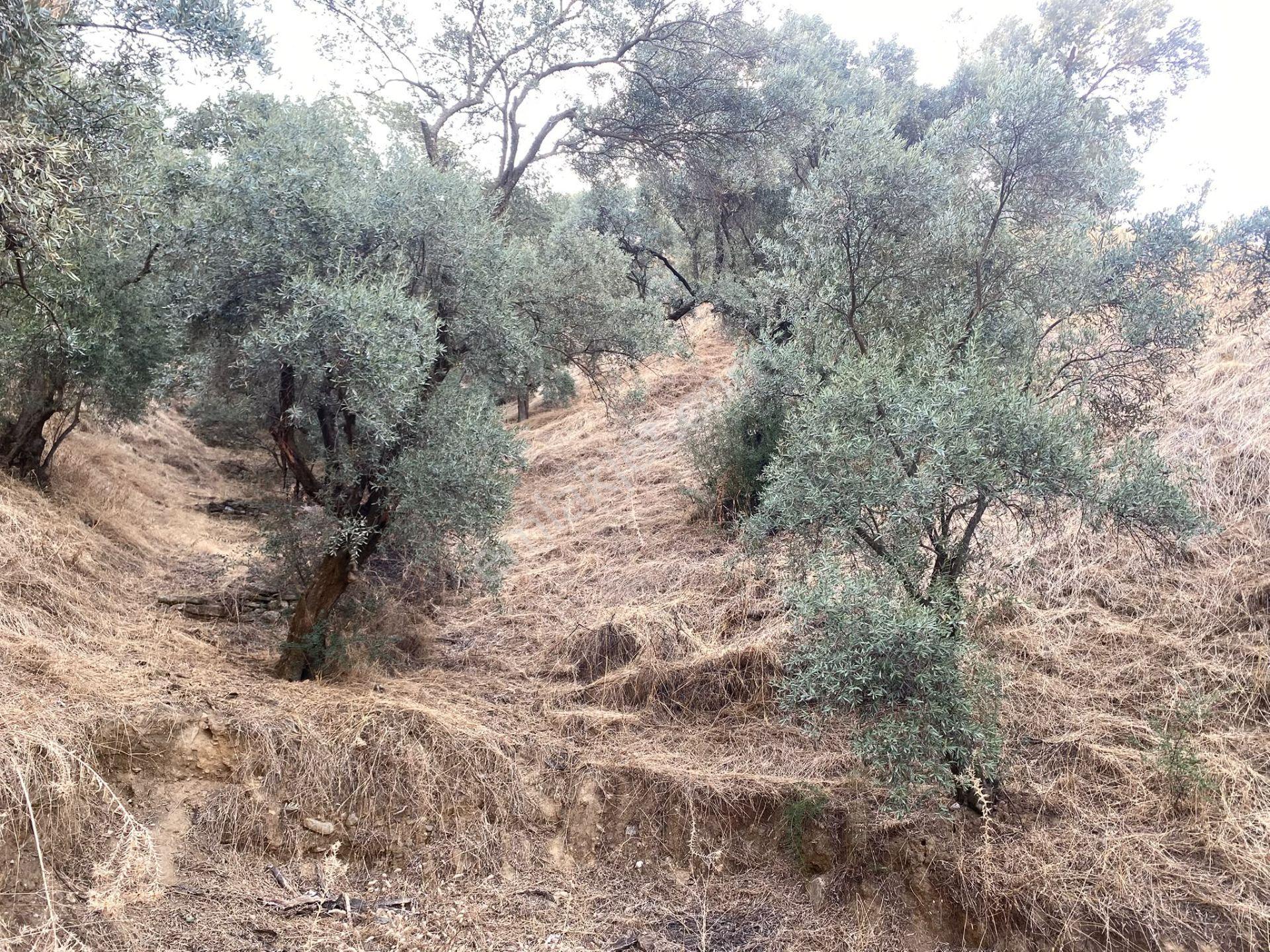 Dyg Danışmanlık Hizmetlerinden Satılık Zeytinlik — fotoğraf 2