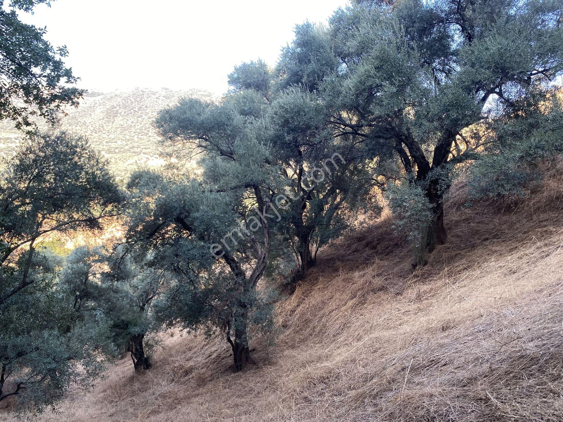 Dyg Danışmanlık Hizmetlerinden Satılık Zeytinlik — fotoğraf 3