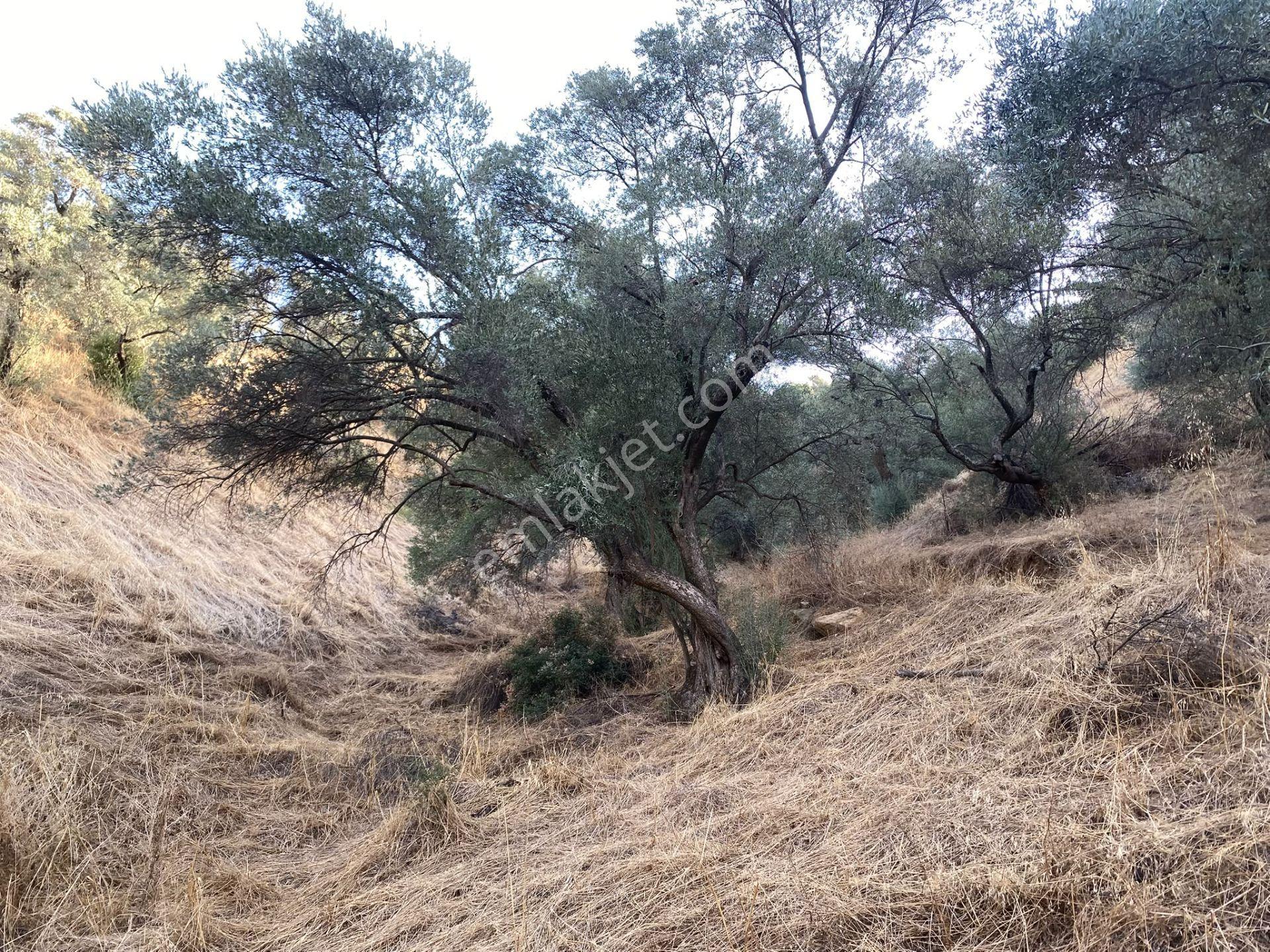 Dyg Danışmanlık Hizmetlerinden Satılık Zeytinlik — fotoğraf 4