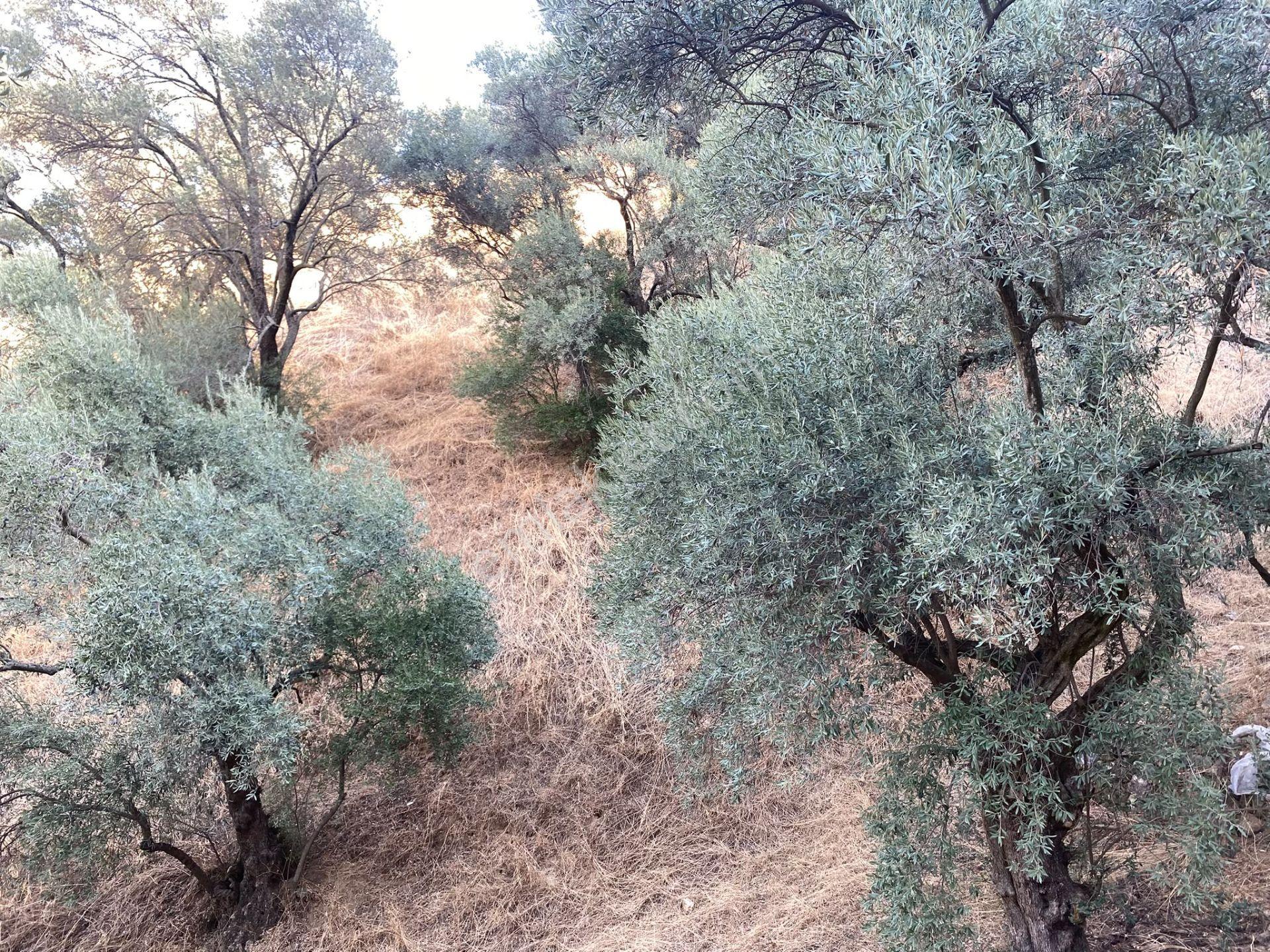 Dyg Danışmanlık Hizmetlerinden Satılık Zeytinlik — fotoğraf 7
