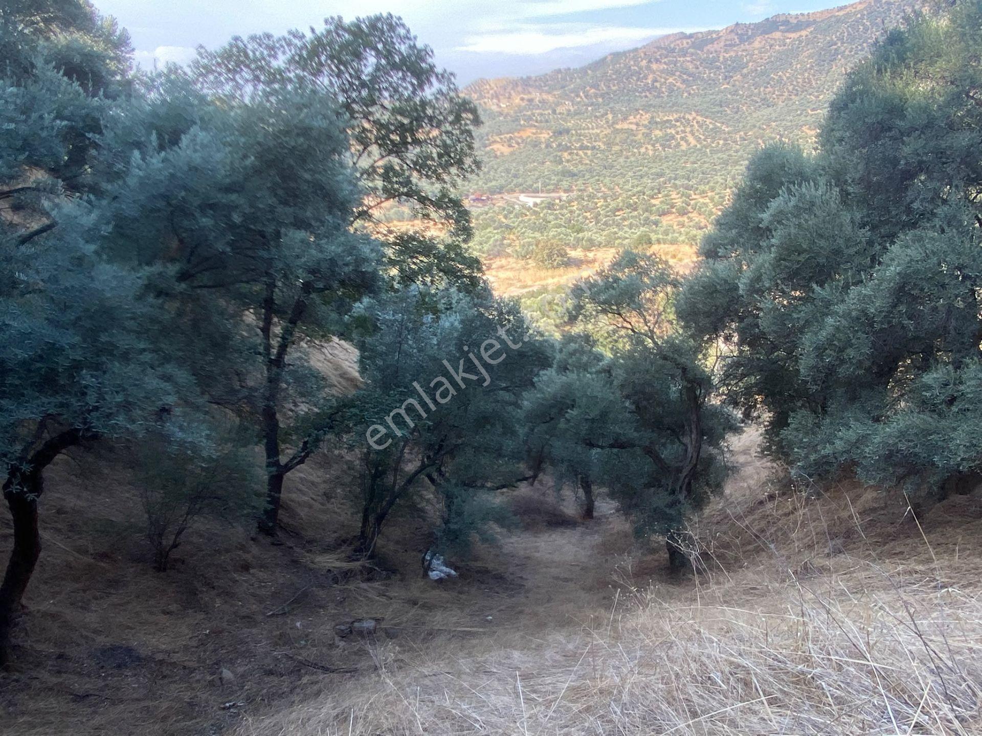 Dyg Danışmanlık Hizmetlerinden Satılık Zeytinlik — fotoğraf 8