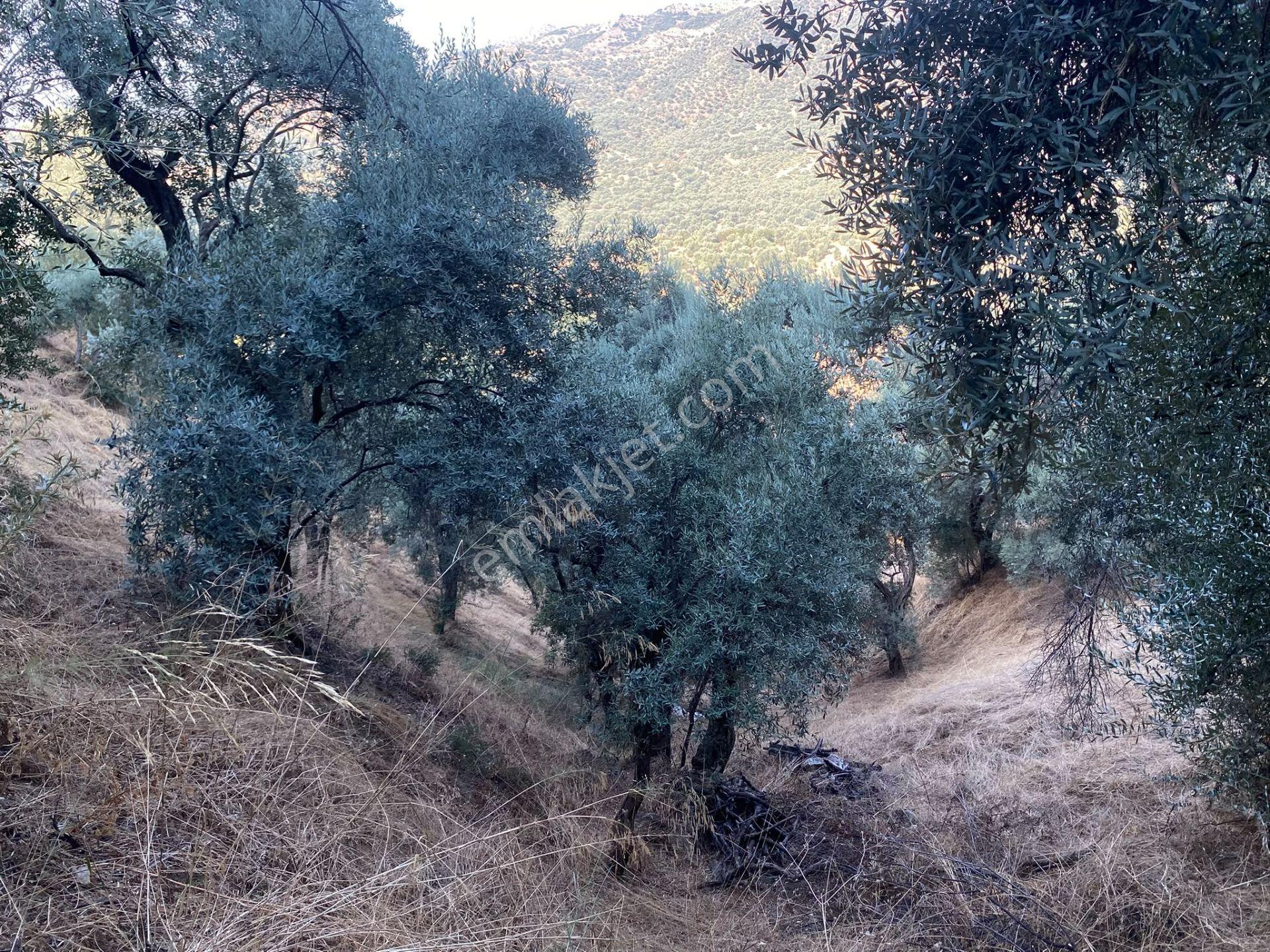 Dyg Danışmanlık Hizmetlerinden Satılık Zeytinlik — fotoğraf 11
