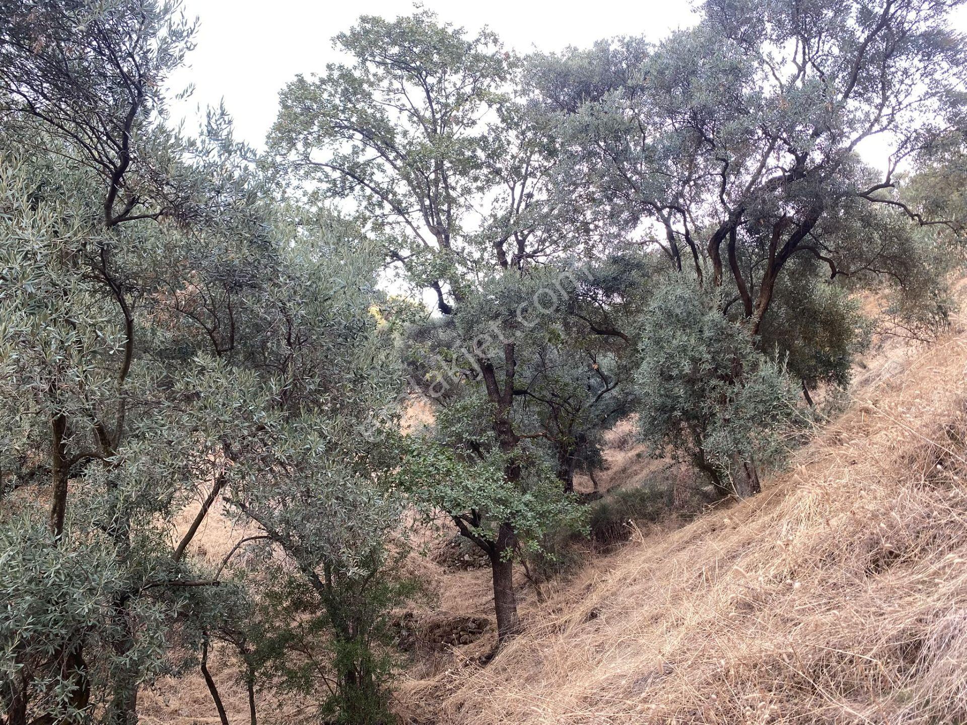 Dyg Danışmanlık Hizmetlerinden Satılık Zeytinlik — fotoğraf 17