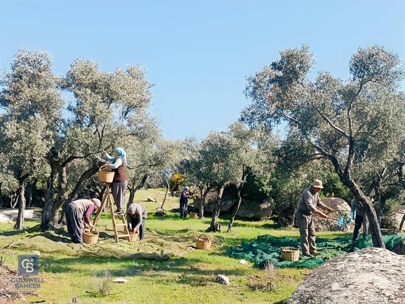 Aydın Çine'de Köye Yakın 54 Dönüm Satılık Bedava Zeytinlik — fotoğraf 2