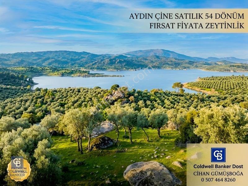 Aydın Çine'de Köye Yakın 54 Dönüm Satılık Bedava Zeytinlik — fotoğraf 3