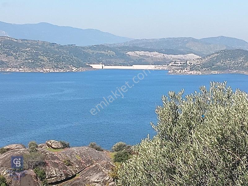 Aydın Çine'de Köye Yakın 54 Dönüm Satılık Bedava Zeytinlik — fotoğraf 4