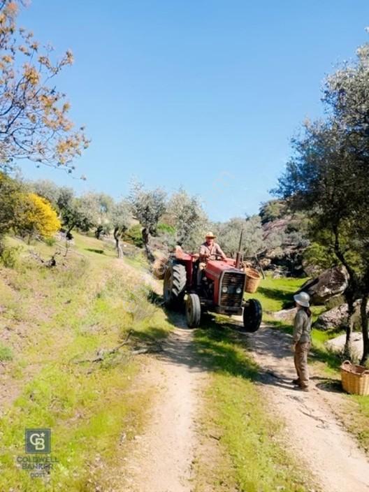 Aydın Çine'de Köye Yakın 54 Dönüm Satılık Bedava Zeytinlik — fotoğraf 5