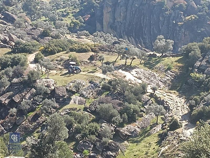 Aydın Çine'de Köye Yakın 54 Dönüm Satılık Bedava Zeytinlik — fotoğraf 10