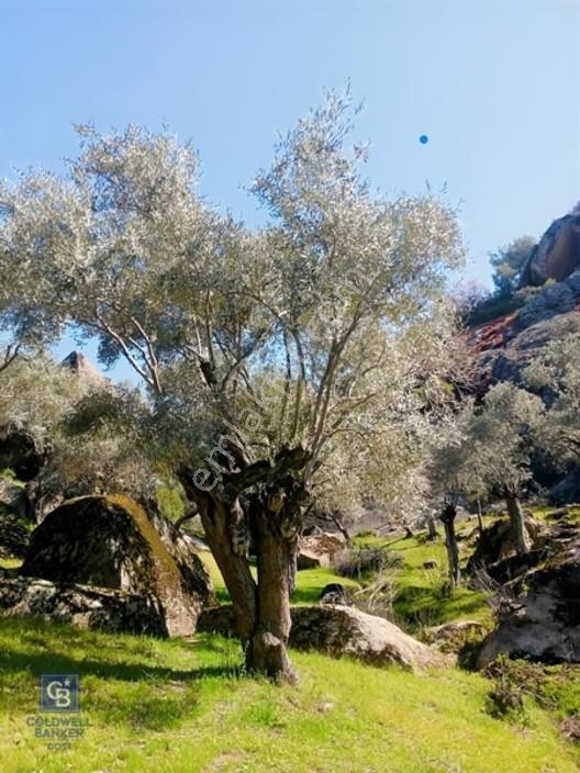 Aydın Çine'de Köye Yakın 54 Dönüm Satılık Bedava Zeytinlik — fotoğraf 12