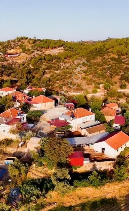 Aydın Çine'de Köye Yakın 54 Dönüm Satılık Bedava Zeytinlik — fotoğraf 21