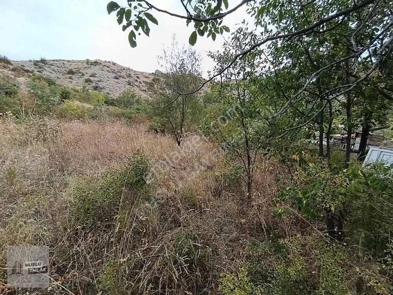 Musludan Satılık Tek Tapu Bağ — fotoğraf 2