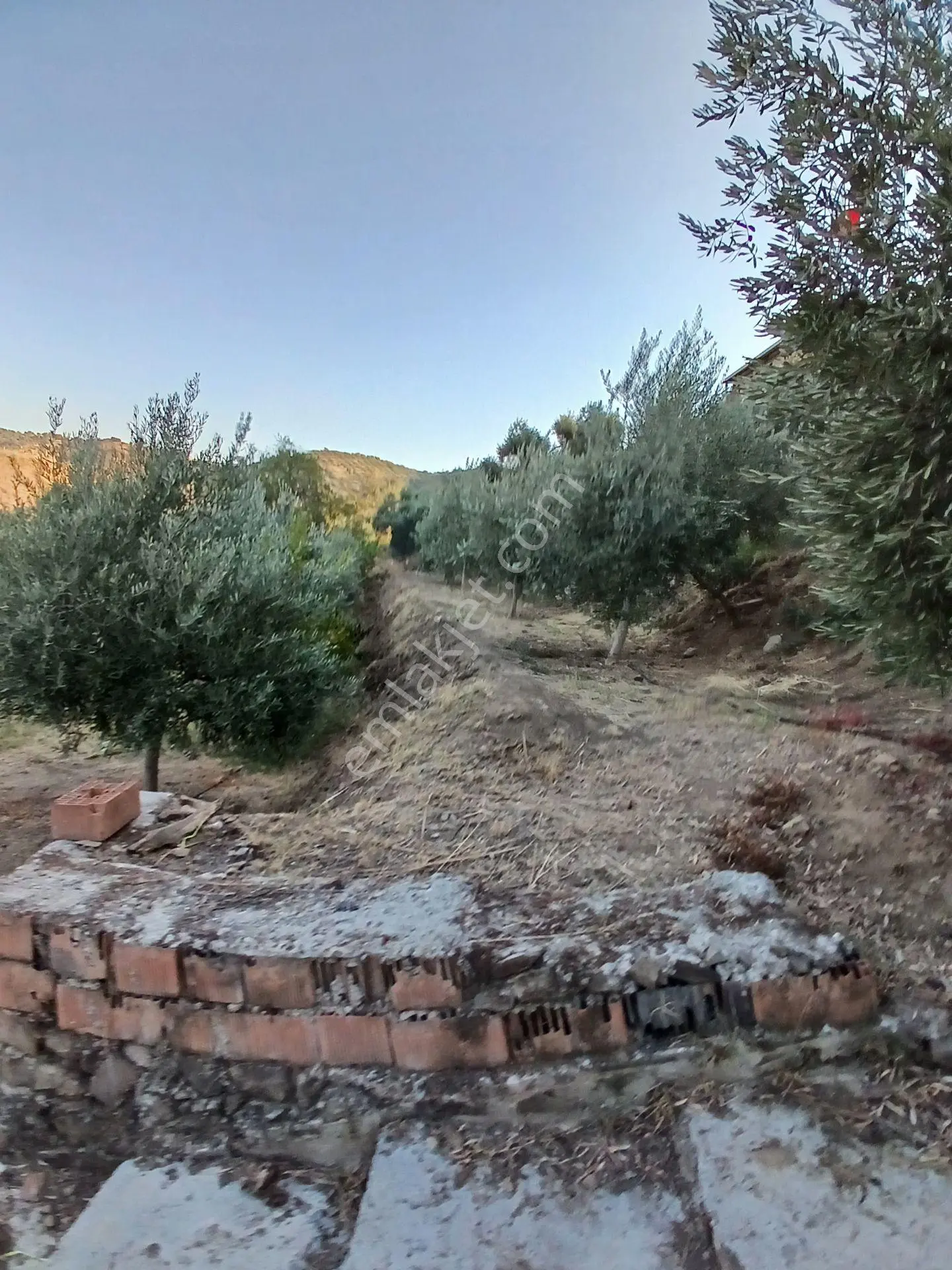 Aydın Efeler Dalama'da Satılık 1416 M² Zeytinli Bağ — fotoğraf 7