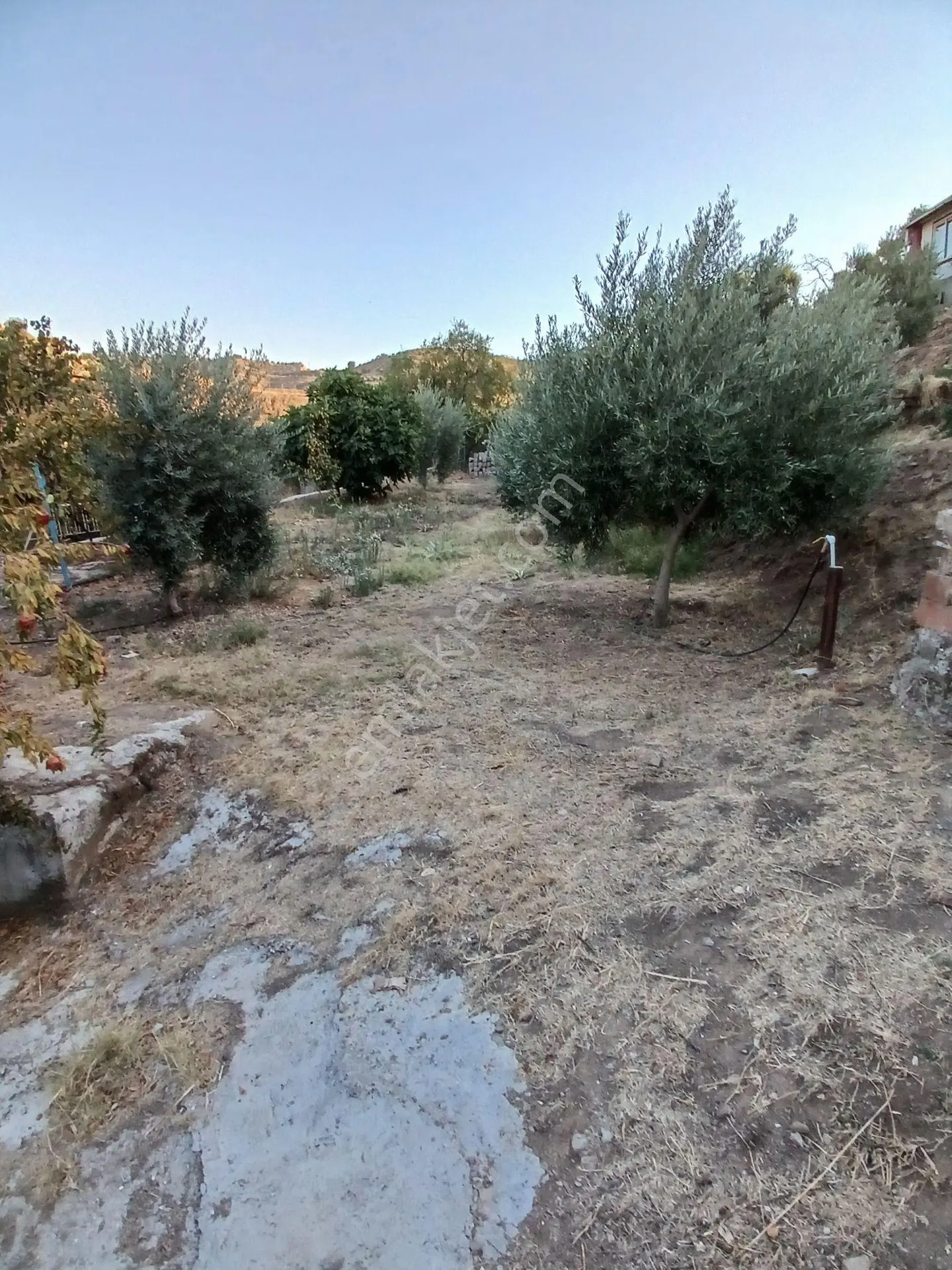 Aydın Efeler Dalama'da Satılık 1416 M² Zeytinli Bağ — fotoğraf 9