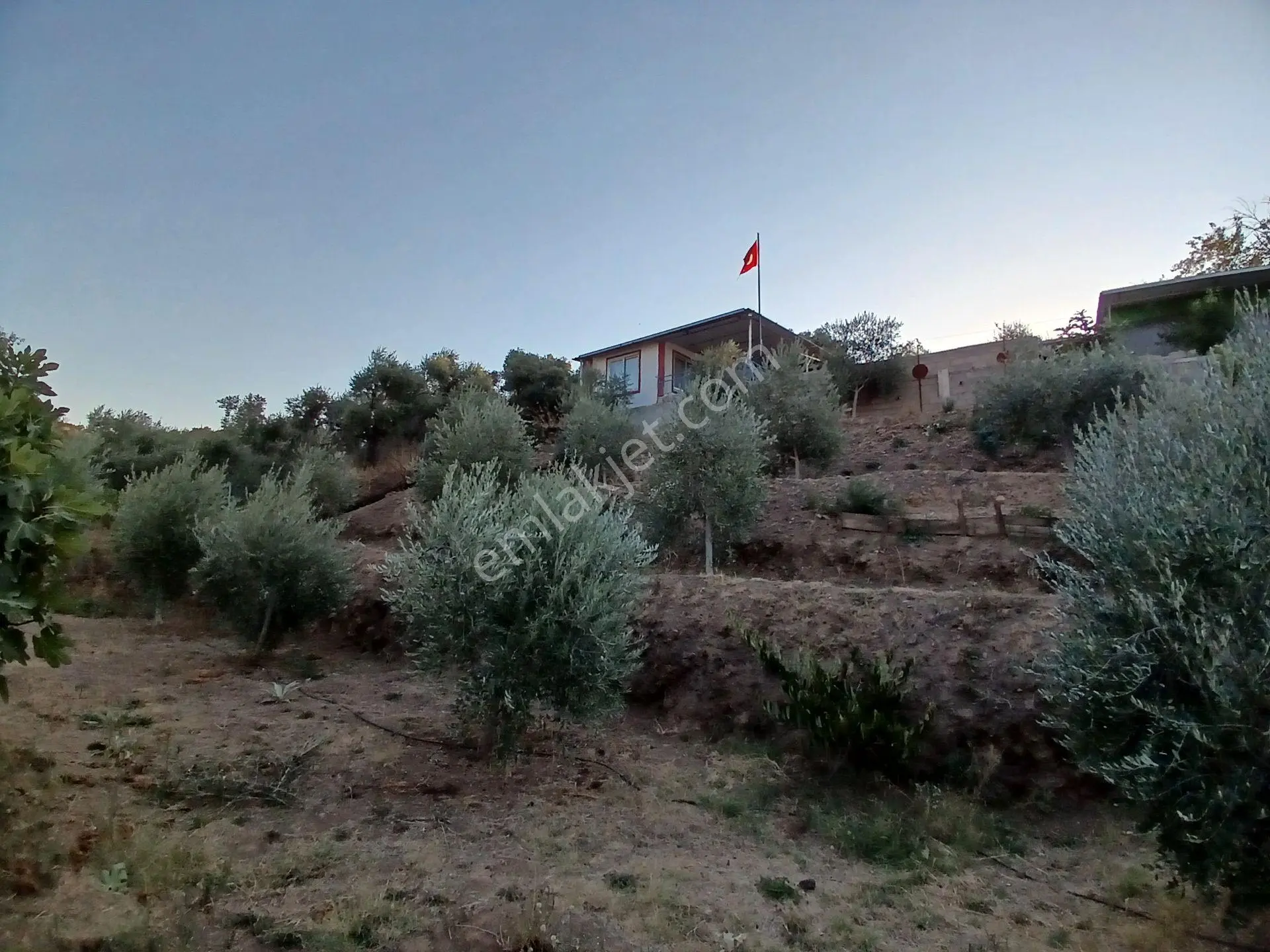Aydın Efeler Dalama'da Satılık 1416 M² Zeytinli Bağ — fotoğraf 16