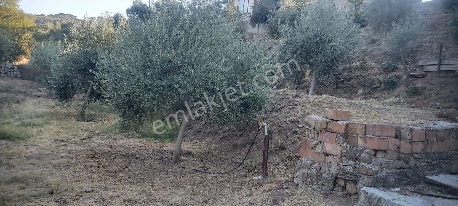 Aydın Efeler Dalama'da Satılık 1416 M² Zeytinli Bağ — fotoğraf 19