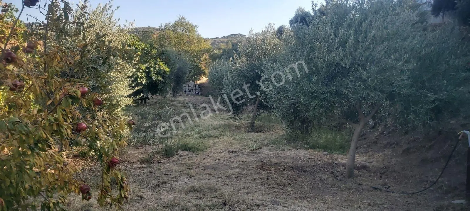 Aydın Efeler Dalama'da Satılık 1416 M² Zeytinli Bağ — fotoğraf 20