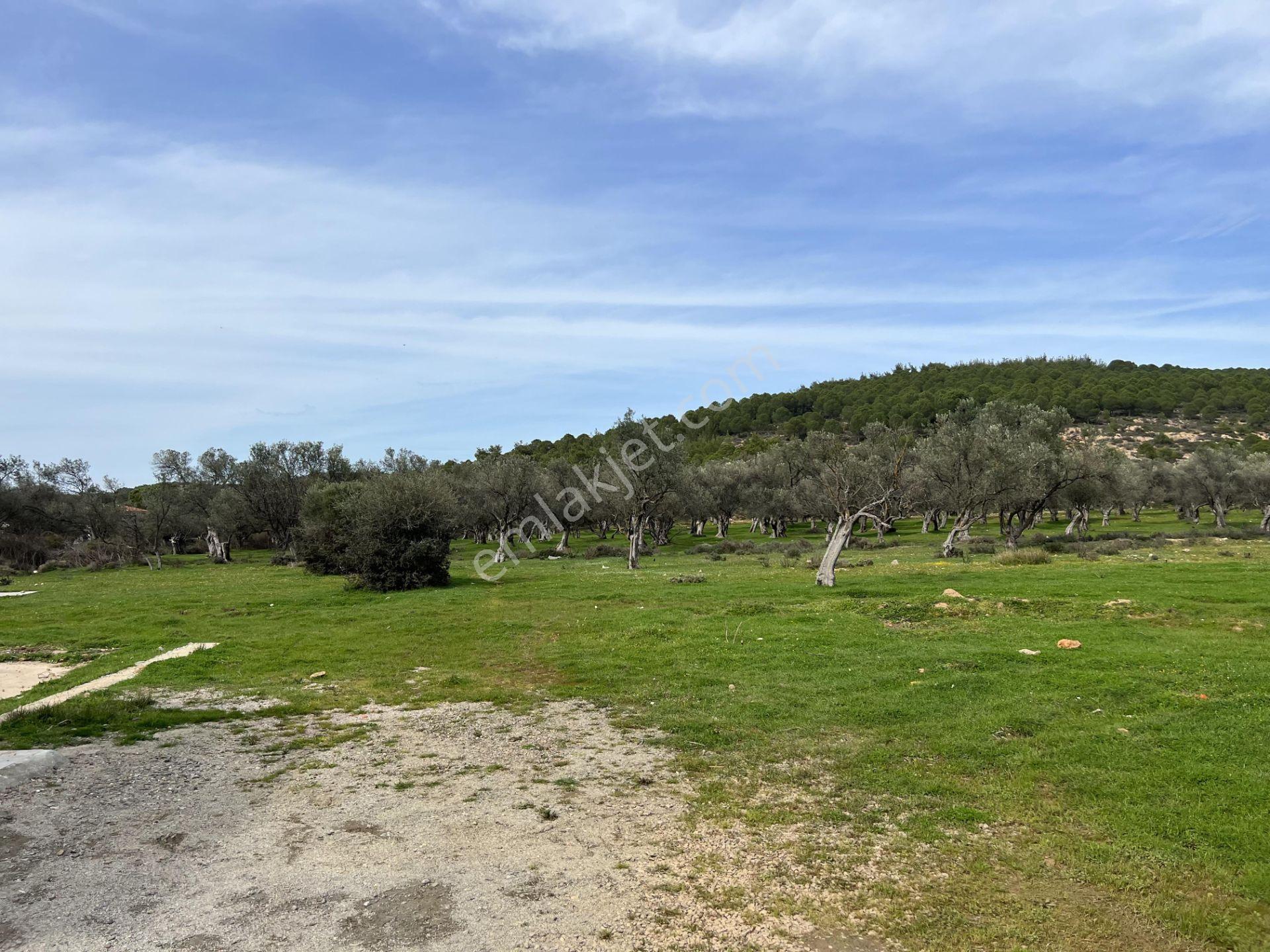 Ayvalık Camlık Ta Satılık 2540 Metre Kare Villa İmarlı Arsa — fotoğraf 7