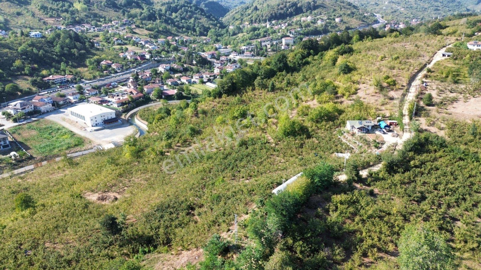 Düzcede İskanlı, Konutlu 11,8 Dönüm Fındıklık. Doğayla Yaşam. — fotoğraf 10