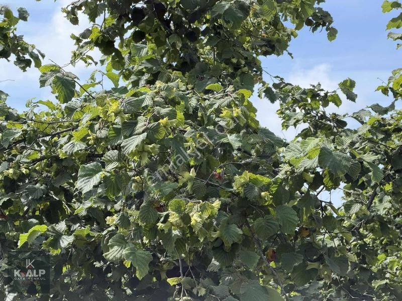 Akçatarla Mahallesinde Satılık Köyiçi 11.607 M2 Arazi — fotoğraf 3