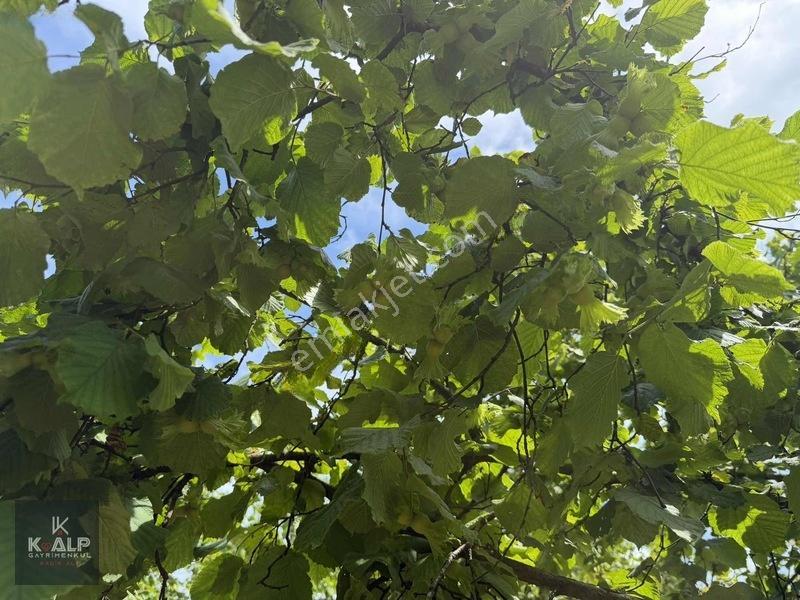 Akçatarla Mahallesinde Satılık Köyiçi 11.607 M2 Arazi — fotoğraf 8