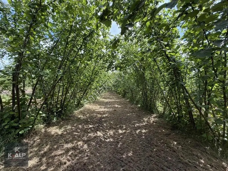 Akçatarla Mahallesinde Satılık Köyiçi 11.607 M2 Arazi — fotoğraf 9