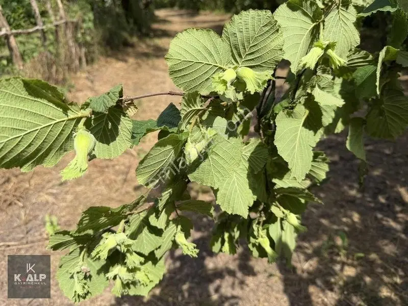 Akçatarla Mahallesinde Satılık Köyiçi 11.607 M2 Arazi — fotoğraf 11