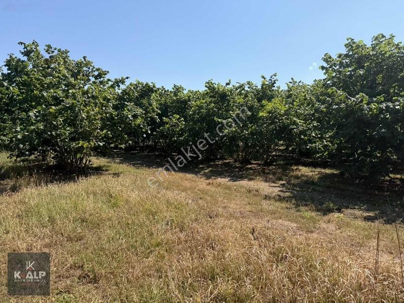Durusu Sağlık Ocağı Yanında Satılık 6026 M2 Köyiçi Yer — fotoğraf 7