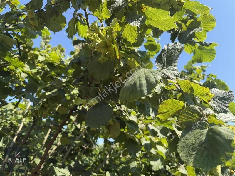 Durusu Sağlık Ocağı Yanında Satılık 6026 M2 Köyiçi Yer — fotoğraf 8