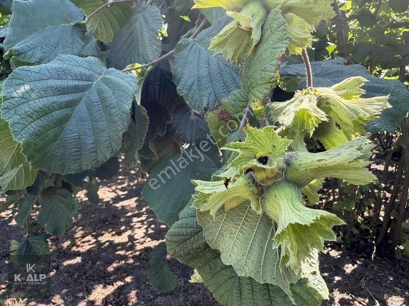 Durusu Sağlık Ocağı Yanında Satılık 6026 M2 Köyiçi Yer — fotoğraf 9