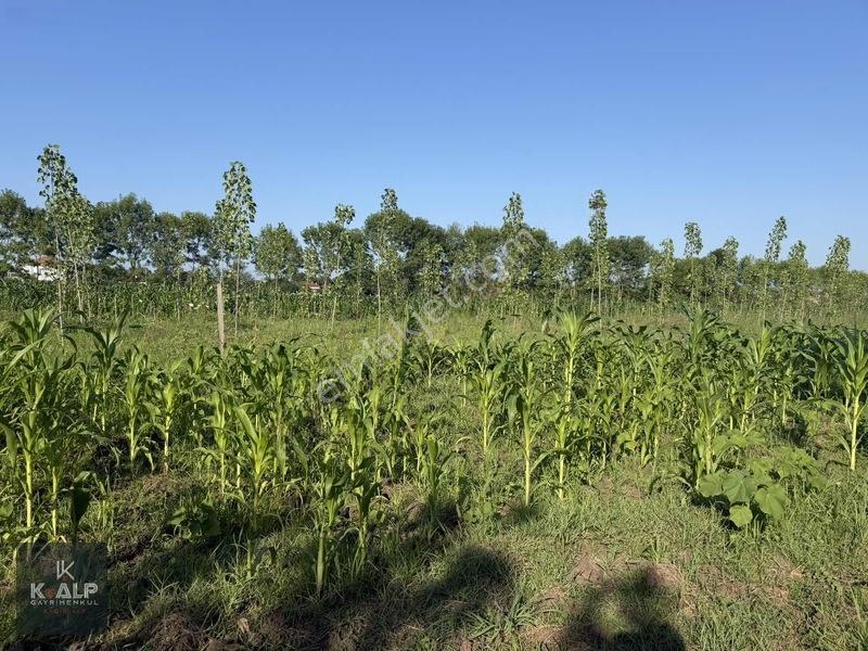 Denizler (taşlık) Mahallesinde Acil Satılık 5900 M2 Arsa — fotoğraf 3