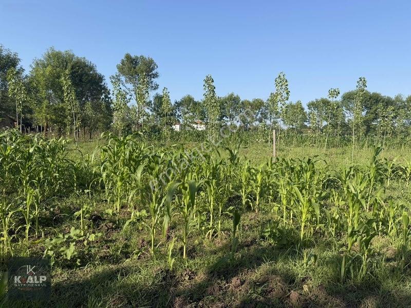 Denizler (taşlık) Mahallesinde Acil Satılık 5900 M2 Arsa — fotoğraf 5