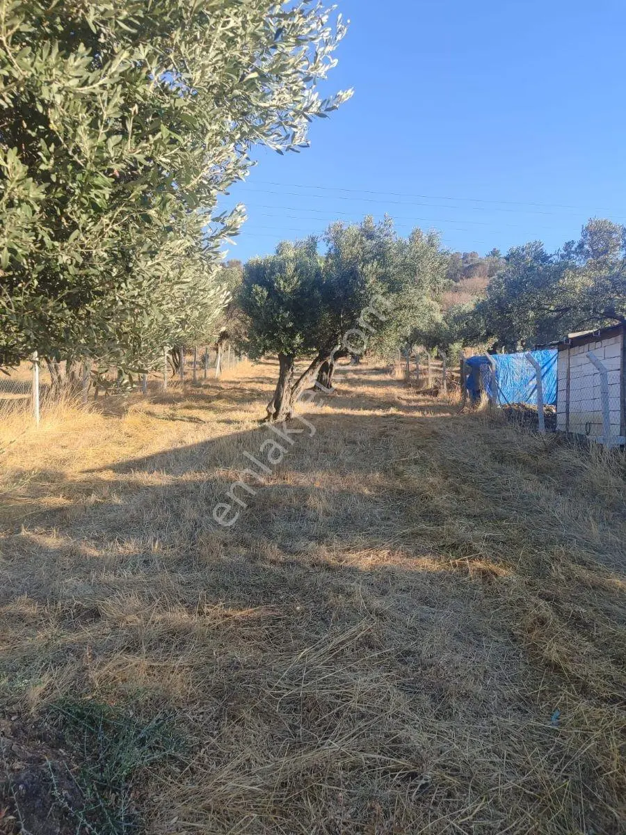 11 Zeytin Agaçlı 996.55M2 Tarla Detaylar Açıklamada