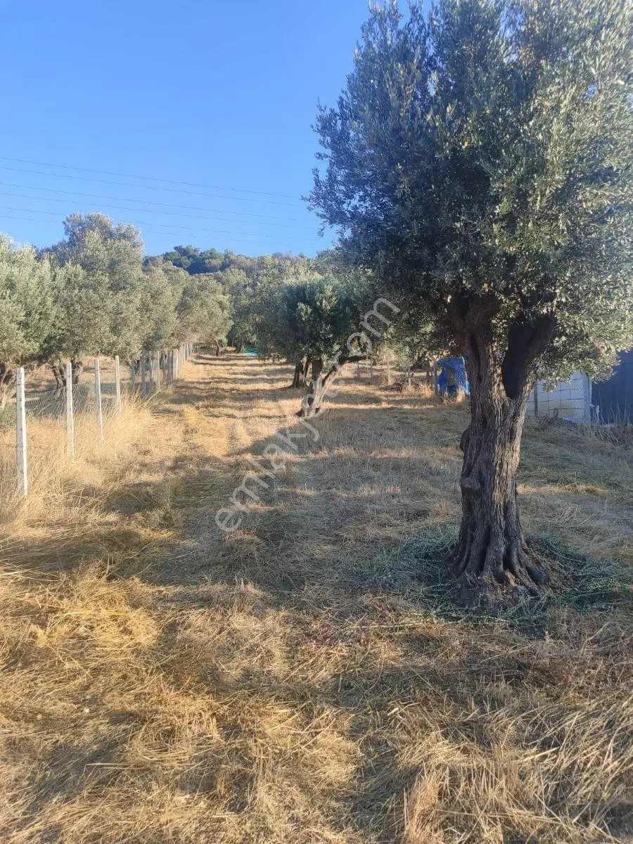 11 Zeytin Agaçlı 996.55m2 Tarla Detaylar Açıklamada — fotoğraf 2