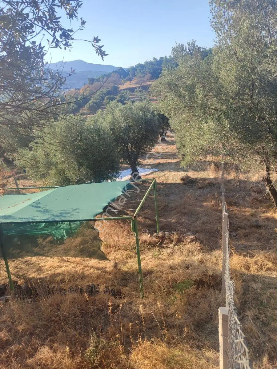 11 Zeytin Agaçlı 996.55m2 Tarla Detaylar Açıklamada — fotoğraf 3