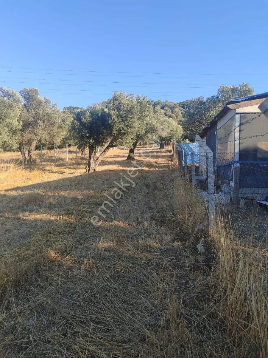 11 Zeytin Agaçlı 996.55m2 Tarla Detaylar Açıklamada — fotoğraf 4