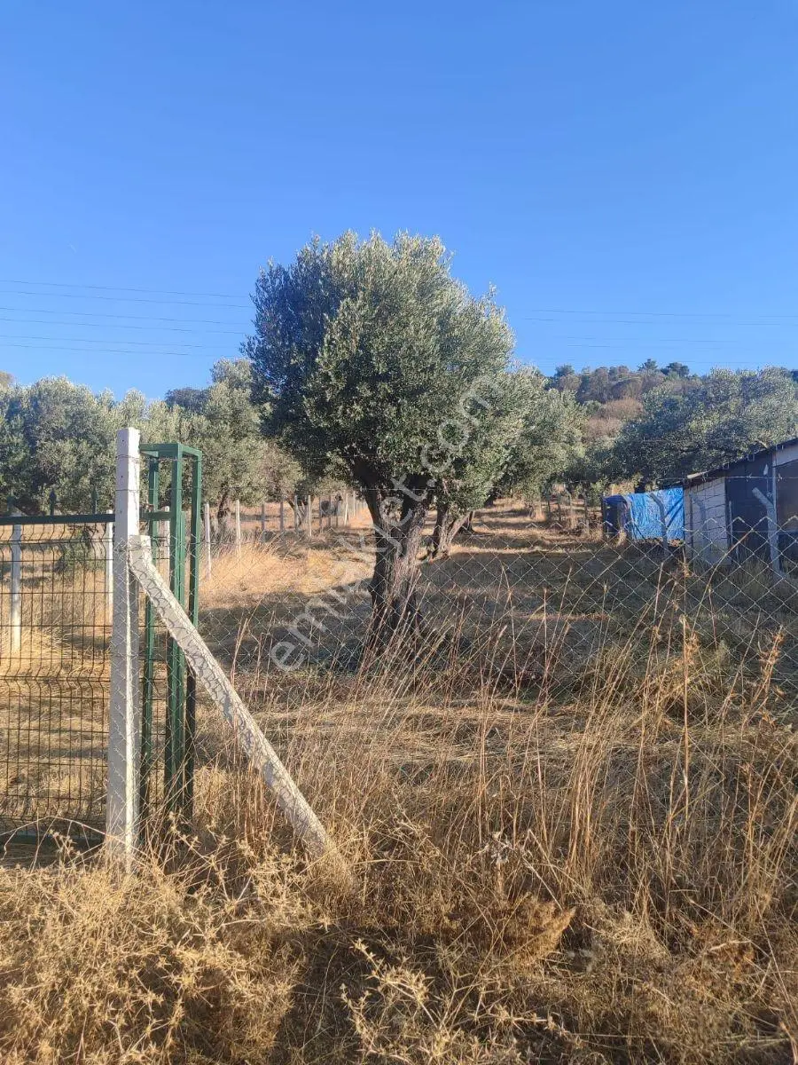 11 Zeytin Agaçlı 996.55m2 Tarla Detaylar Açıklamada — fotoğraf 5