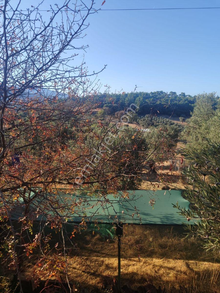 11 Zeytin Agaçlı 996.55m2 Tarla Detaylar Açıklamada — fotoğraf 6
