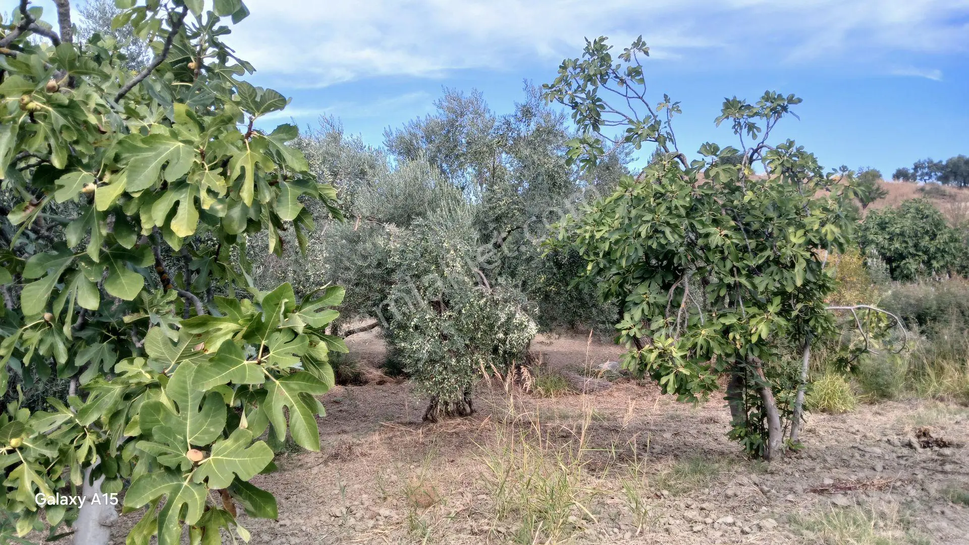 Germmencik Hıdırbeyli'de 6.826 Metre Kare Verimli İncirlik Ve Zeytinlik — fotoğraf 2