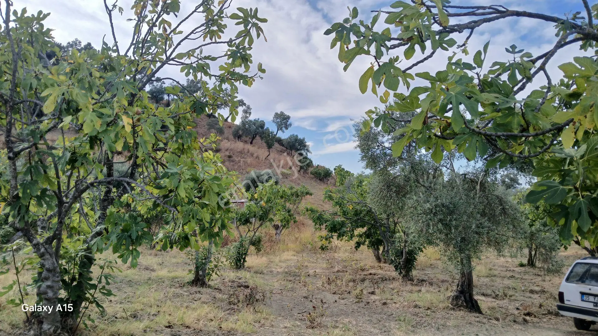 Germmencik Hıdırbeyli'de 6.826 Metre Kare Verimli İncirlik Ve Zeytinlik — fotoğraf 3